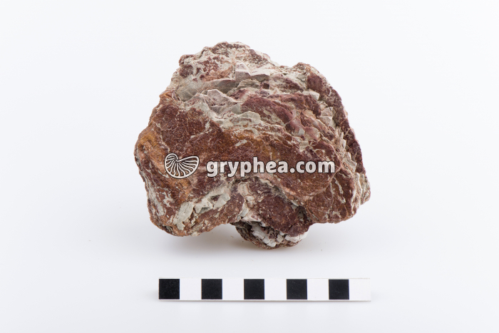 Marne irisée - gryphea.org